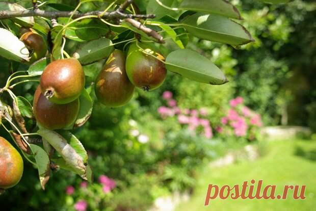 Груша дала отводки и засохла - Огород, сад, балкон - медиаплатформа МирТесен Замучились бороться с порослью сирени и кустовидной вишни, а тут еще и груша «свинью подложила». Дала массу поросли и сама засохла. Отчего, понять невозможно. Но поросль у нее самая неприятная – мощная, с гигантскими колючками. Убирать ее − еще то «удовольствие»… Такую поросль можно использовать...