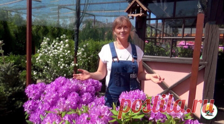 Соседи в восторге от красоты моего участка. Выращиваю кустарник рододендрон, соблюдая 9 простых правил выращивания | Искусный дачник | Яндекс Дзен