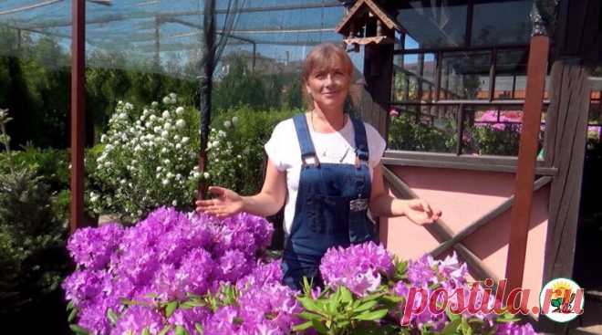 Соседи в восторге от красоты моего участка. Выращиваю кустарник рододендрон, соблюдая 9 простых правил выращивания | Искусный дачник | Яндекс Дзен