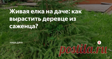 Живая елка на даче: как вырастить деревце из саженца? В преддверие нового года вообще актуальная тема, не правда ли? У нас растет елочка прямо у дома, около крыльца. Выросла она там неслучайно, мы ее намеренно посадили. Сейчас это уже симпатичная пушистая красавица в метр двадцать высотой, а когда сажали – в буквальном смысле «от горшка два вершка» была.