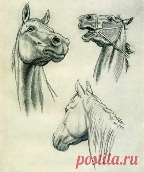 ​Немного о рисовании головы лошади Немного о рисовании головы лошадиСамый простой ракурс рисования - в профиль. Именно с него лучше и начать, если вы рисуете голову лошади в первый раз. Прежде чем начнете прорисовывать детали - непременно убедитесь, что все пропорции соблюдены и в контурах нет сильных погрешностей.
Если...