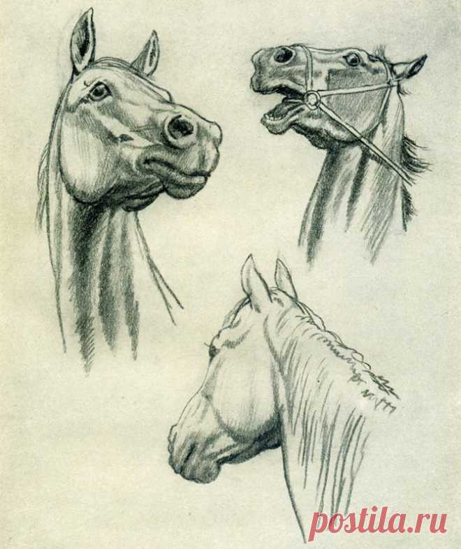 ​Немного о рисовании головы лошади Немного о рисовании головы лошадиСамый простой ракурс рисования - в профиль. Именно с него лучше и начать, если вы рисуете голову лошади в первый раз. Прежде чем начнете прорисовывать детали - непременно убедитесь, что все пропорции соблюдены и в контурах нет сильных погрешностей.
Если...