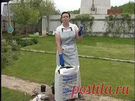 Посадка голубики и клюквы в верховой кислый торф - советы садоводам и дачникам - YouTube