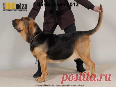 BLODHUND Domare: REKIRANTA PAULA, FINLAND  JWW-08 SE UCH SMART NOSE'S BAG LADY Ägare: DAHLGREN LENA, GAMMALKIL Uppfödare: SEVELIUS ANNE, FINLAND