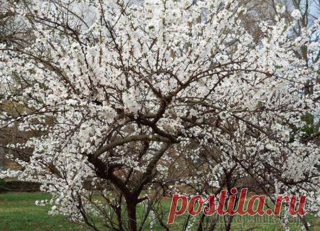 Что делать, если черешня хорошо цветет, но не плодоносит? Весной окутанные бело-розовым облаком черешни выглядят невероятно привлекательно и обещают садоводу несколько ведер ягод. Но время идет, а завязи на черешне не появляются или сразу опадают. В чем же д...