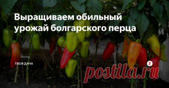 Выращиваем обильный урожай болгарского перца Болгарский перец – теплолюбивая культура, выращиваемая многими дачниками. Выращиваются не только в теплице, но и в открытом грунте. Чтобы добиться высокой урожайности, перцу требуется обеспечить своевременный, надлежащий уход, включающий полив, подкормку, рыхление, прополку и прочие процедуры.
Подготовка семян. Семена приобретаются в специализированном магазине. Осуществляется обеззараживание раст