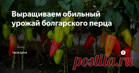 Выращиваем обильный урожай болгарского перца Болгарский перец – теплолюбивая культура, выращиваемая многими дачниками. Выращиваются не только в теплице, но и в открытом грунте. Чтобы добиться высокой урожайности, перцу требуется обеспечить своевременный, надлежащий уход, включающий полив, подкормку, рыхление, прополку и прочие процедуры.
Подготовка семян. Семена приобретаются в специализированном магазине. Осуществляется обеззараживание раст