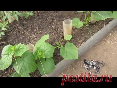 Формировка огуречных растений.
