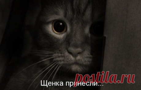 Любишь кошек,присоединяйся!! &gt;&gt; https://ok.ru/milota