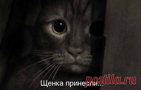 Любишь кошек,присоединяйся!! >> http://ok.ru/milota