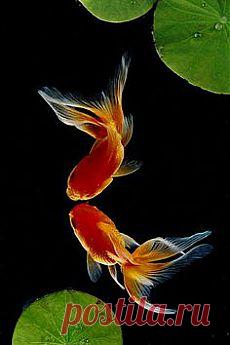 КРАСНЫЕ ВОЛНЫ