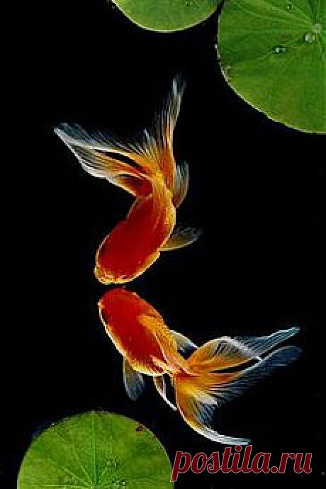 КРАСНЫЕ ВОЛНЫ
Свадебный танец 3