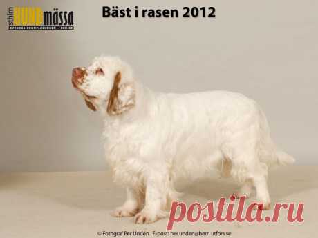 CLUMBER SPANIEL Domare: BEATTIE COLM, IRLAND  NO V-11 NORD V-11 SE U(U)CH LIBELL'S ALWAYS ON MY MIND Ägare: LARSSON VIKTORIA, ALMUNGE Uppfödare: SJÖSTRÖM BRITT O WILLY/ANDERSEN A, NORGE
