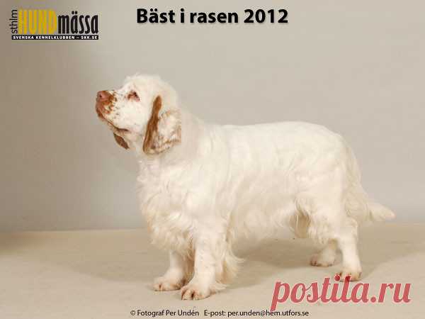 CLUMBER SPANIEL Domare: BEATTIE COLM, IRLAND  NO V-11 NORD V-11 SE U(U)CH LIBELL'S ALWAYS ON MY MIND Ägare: LARSSON VIKTORIA, ALMUNGE Uppfödare: SJÖSTRÖM BRITT O WILLY/ANDERSEN A, NORGE