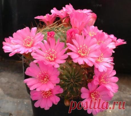Rebutia steinbachii Werdermann ssp. tiraquensis | Pinterest • Всемирный каталог идей