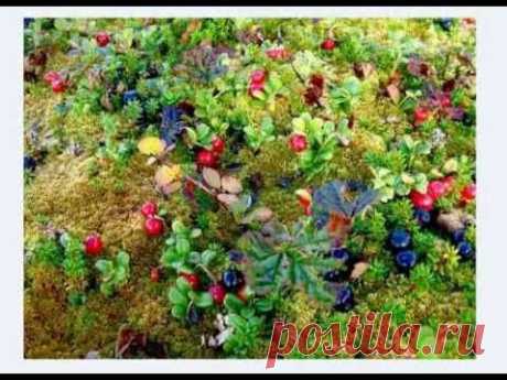 Иммунитет. Женский бальзам. Новейшие пробиотики 2014 12 04 - YouTube