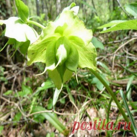 Морозник кавказский для похудения и лечения | Друг пенсионера