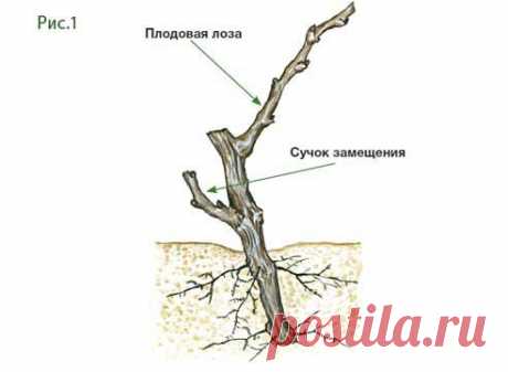 Обрезка винограда для начинающих советы и фото на Supersadovnik.ru