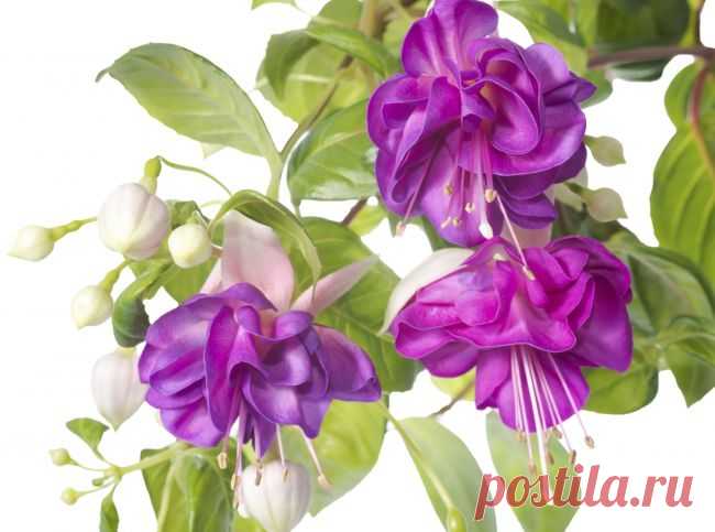 Самые неприхотливые комнатные растения | MerCi - информационный журнал о самом главном