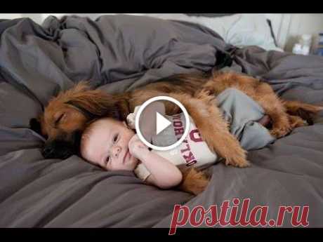 Funny Dogs Protecting Babies Compilation