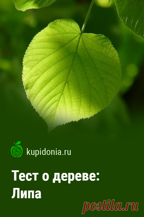 Тест о дереве: Липа. Интересный тест из серии о деревьях. Проверьте свои знания!