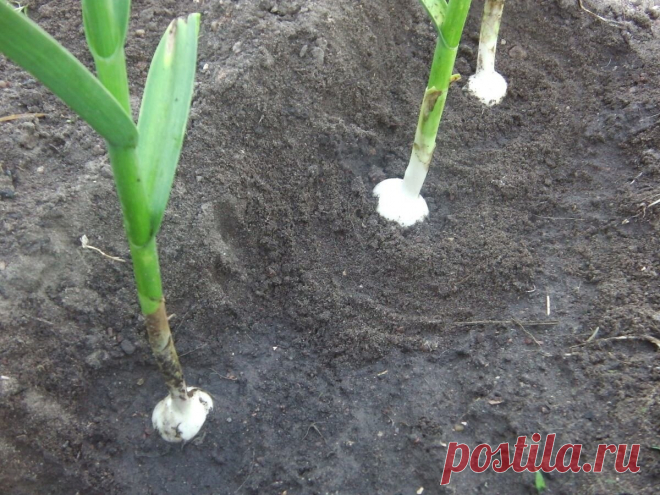 Перед уборкой высвобождаю чеснок из-под земли — головки быстрее наливаются и долго хранятся | Собираем урожай | Яндекс Дзен