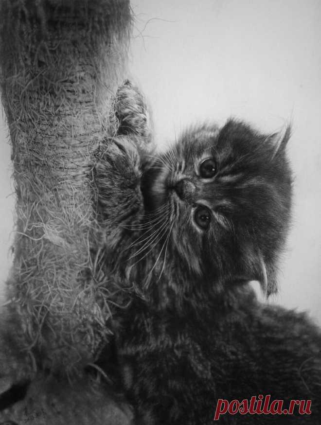 Пол Лунг (Paul Lung) и его рисунки животных карандашом (21 фото) » Картины, художники, фотографы на Nevsepic