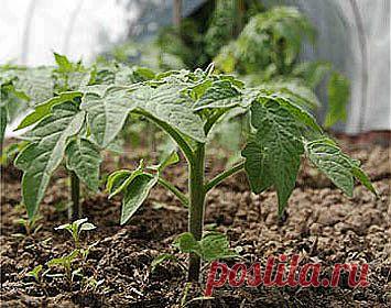 Тайны выращивания помидор.