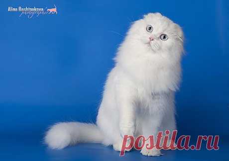 SGCA  SCOTTISHTOWN KLARIS ANGEL EYES