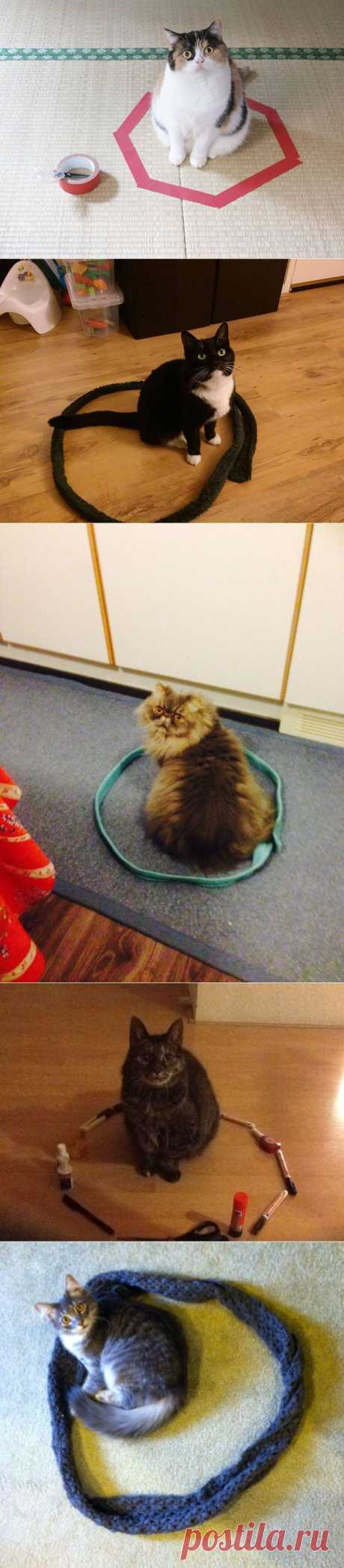 Как сделать гениальную ловушку для кота или кошки в три простых шага | Все о наших питомцах