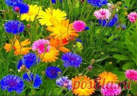 Земля смеется Цветами...
Ралф Уолдо Эмерсон
**