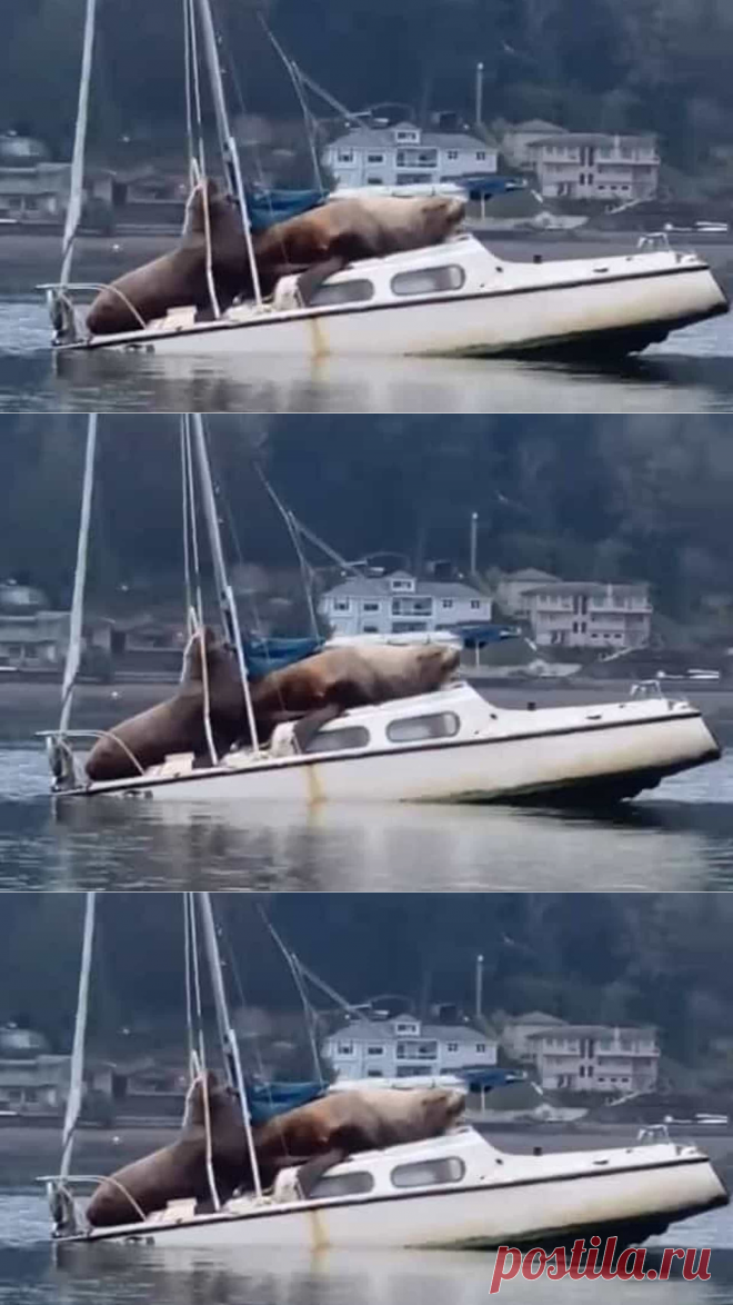 Leões marinhos relaxam em cima de barco nos EUA. Ora veja