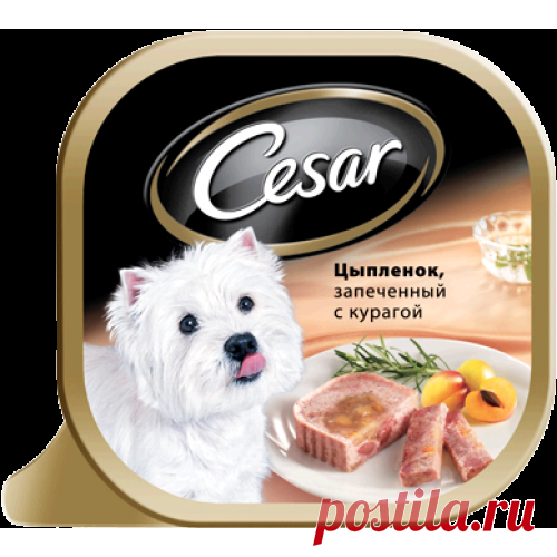 Какая порода собаки из рекламы корма Цезарь (Cesar)?