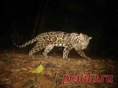 Bornean Clouded Leopard | Felidae Fund | Flickr