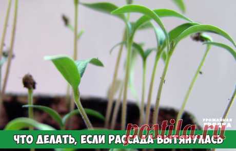 Что делать, если рассада вытянулась? очень дельный совет!

Переросла или вытянулась рассада? Такая беда может случиться и у опытного дачника, и новичка в огородном деле. Паниковать и выбрасывать растительную молодежь на помойку рано. Для начала давайте определим причину.

Причин того, что рассада переросла — масса. Например, ей не хватало света, слишком густо посадили, слишком много тепла дали, слишком часто кормили азотными удобрениями. А может, рассада уже готова к посад...
