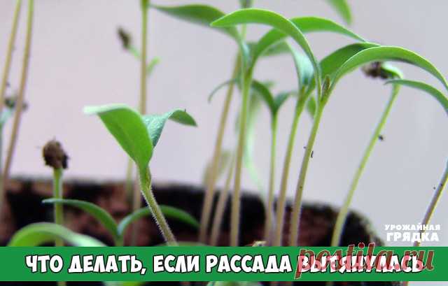 Что делать, если рассада вытянулась? очень дельный совет!

Переросла или вытянулась рассада? Такая беда может случиться и у опытного дачника, и новичка в огородном деле. Паниковать и выбрасывать растительную молодежь на помойку рано. Для начала давайте определим причину.

Причин того, что рассада переросла — масса. Например, ей не хватало света, слишком густо посадили, слишком много тепла дали, слишком часто кормили азотными удобрениями. А может, рассада уже готова к посад...