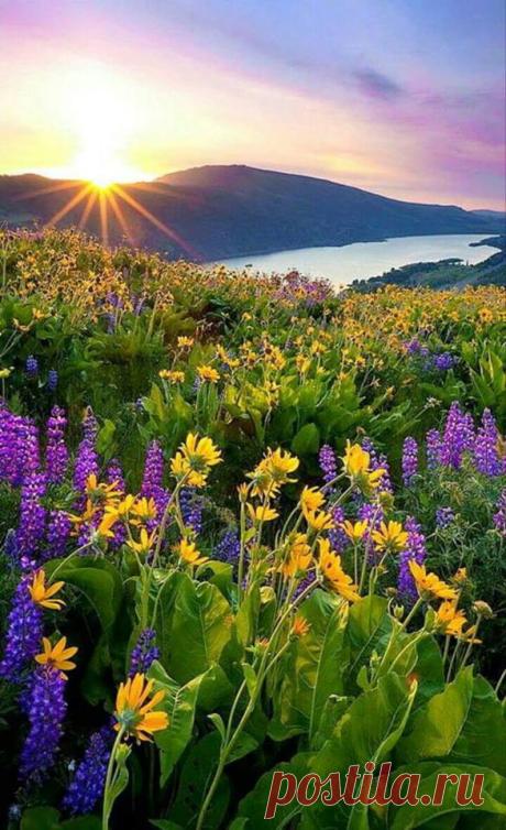 (28) Beautiful World of Flowers
