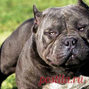 25 самых опасных пород собак - МирТесен