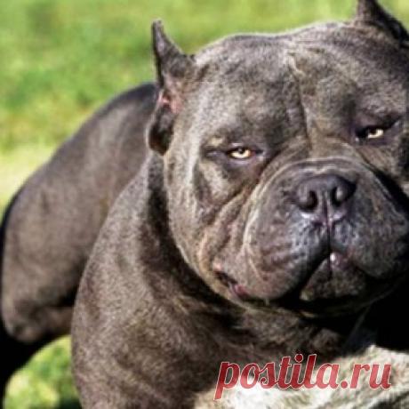 25 самых опасных пород собак - МирТесен