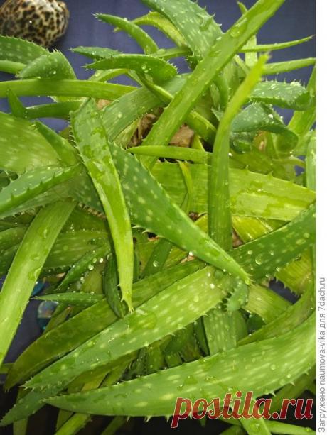 Зеленая косметика. Омолаживающая маска с эфирными маслами и алоэ