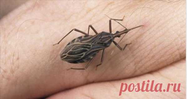 Если Вы заметите этого жука у себя дома, немедленно вызывайте специальные службы! Не пытайтесь устранить его самостоятельно! Это может привести к необратимым последствиям.
Жук-олень - это насекомое, обитающее в Европе, Северной Африке, Средней Азии, на Кавказе и в Сибири. Он имеет ярко-красную окраску, и его легко можно спутать с красным жуком-пожарником. Однако, это совсем разные насекомые. 
