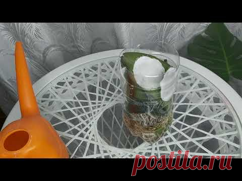 ВСЕГО 1 ампула и НОВЫЕ КОРНИ ПРОКЛЮНУТСЯ у Самой СЛАБОЙ ОРХИДЕИ