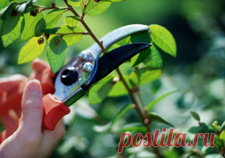 Хурма: посадка, уход, подкормки - советы от Vse Roste
