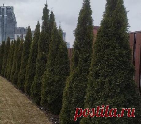 Эксперты рассказали, что нужно сделать прямо сейчас, чтобы у хвойных не было проплешин