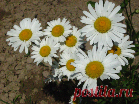 Ромашки
