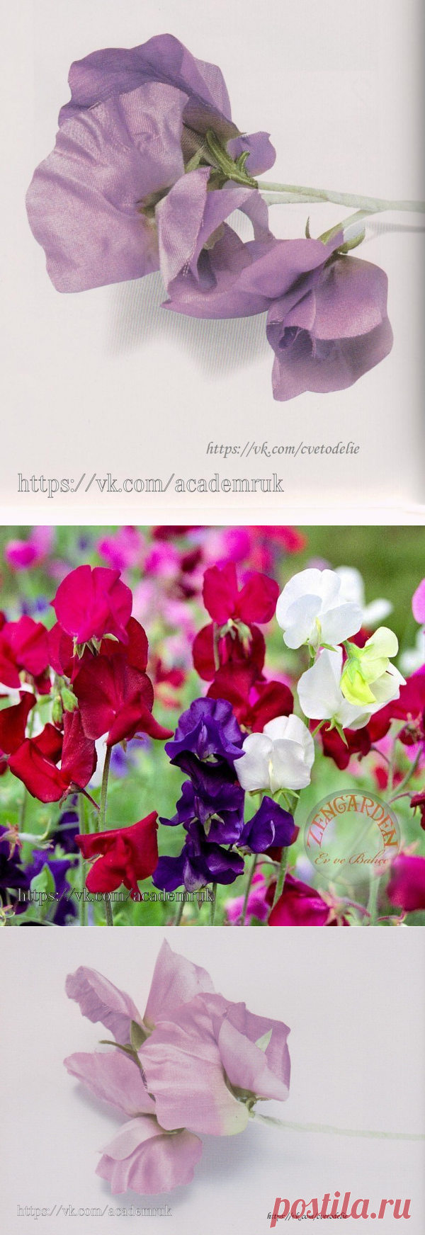 Душистый горошек от Ямагами Руи - Nebka.Ru