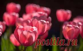 Китай:  Decoration, Home Appliance, Home Appliances, Home Textile, Home Decor, Christmas Decoration, Home Furnishings