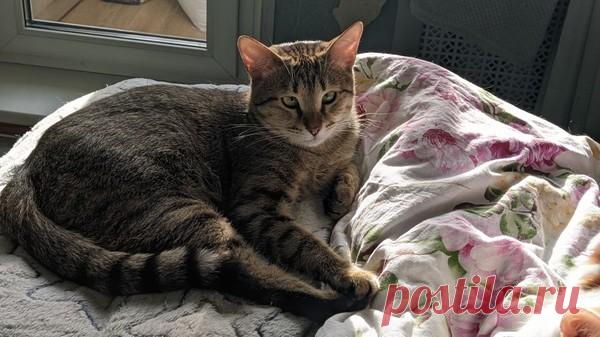 Кошечка Шурочка в добрые руки. Москва – "ЗВЕЗДЫ В ЗАЩИТУ ЖИВОТНЫХ", пользователь Galina Panina | Группы Мой Мир