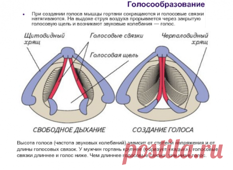 Как работает голос