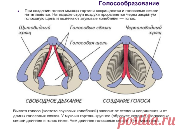Как работает голос